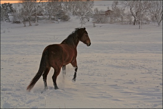 snow horses 058a