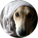 Image Google de Dodo 007