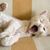 Cats and dogs wake up reactions - Funny and cute animal compilation