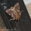 Mediterranean Brocade Moth