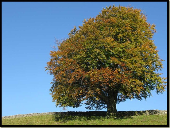 A Wharfedale tree