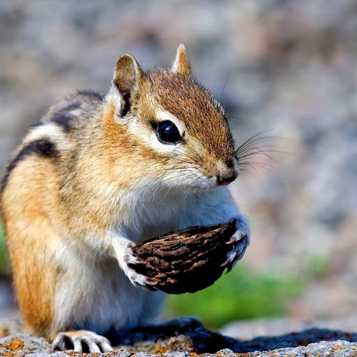 Hd-148161-ascw148161