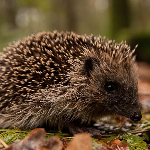 Hd-143796-ascw143796