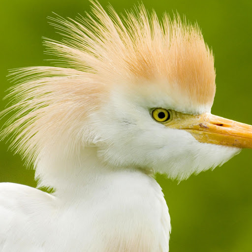 Hd-140713-ascw140713