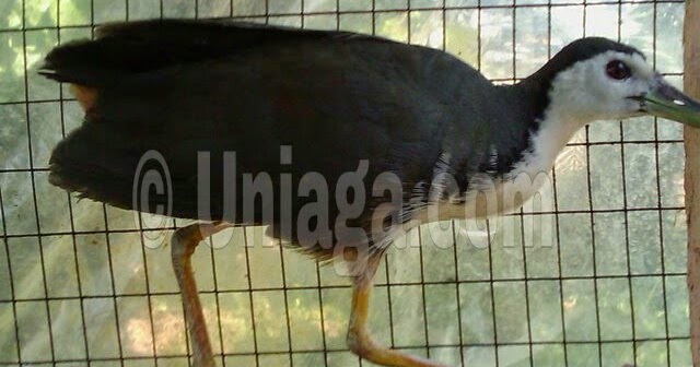 Burung Ruak Ruak Uniaga Aviary