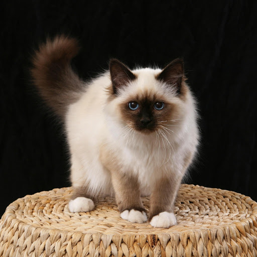 Hd-153161-ascw153161