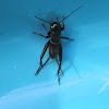 black field cricket - male