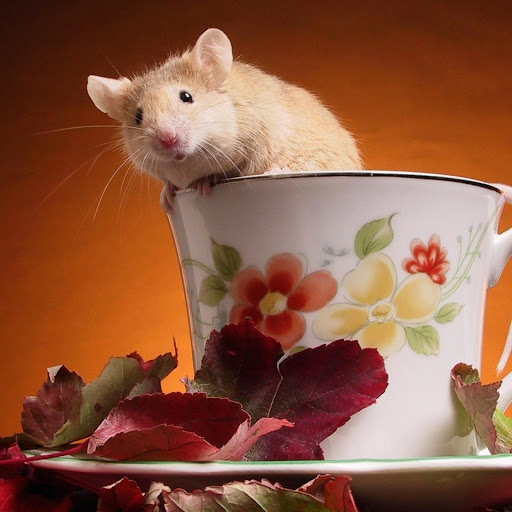 Hd-182242-ascw182242