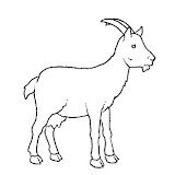 capra2.jpg