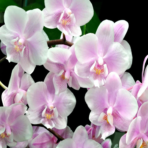 Hd-169709-ascw169709