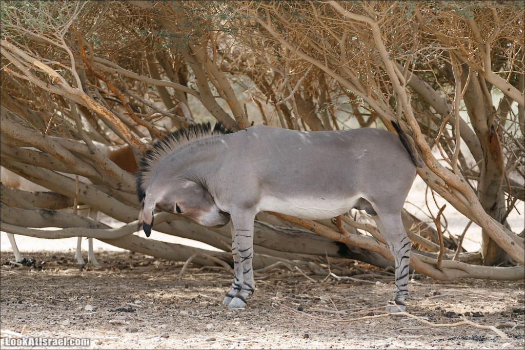 LookAtIsrael.com - Заповедник библейских животных Хай Бар | Hai Bar reserve | חי בר