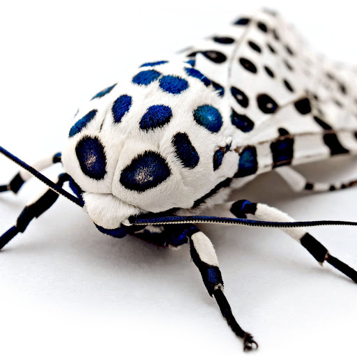 Hd-145040-ascw145040