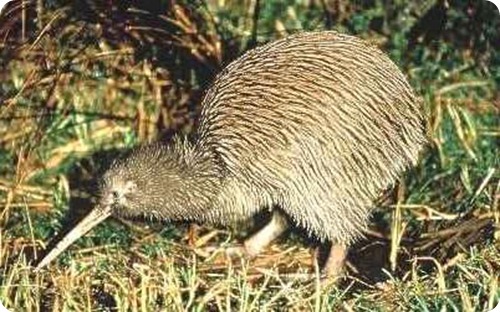 Kiwi1 Kiwi1