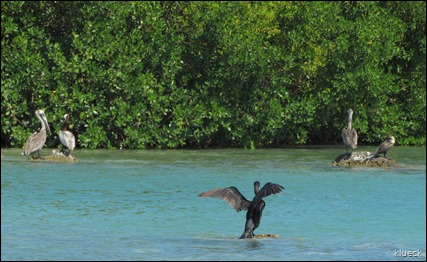 4 pelicans one cormorant