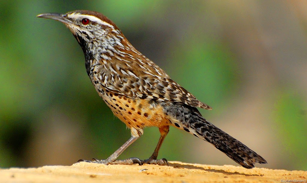 [DSC_3448%255B3%255D.jpg]