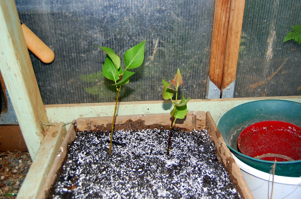 [cuttingsindirt%255B4%255D.jpg]