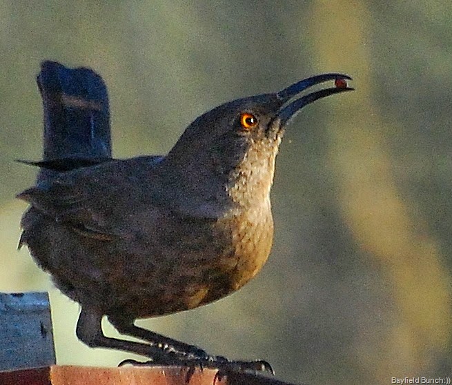 [DSC_0339%255B9%255D.jpg]