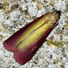 Oncocera semirubella