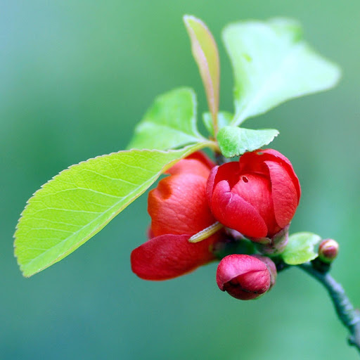 Hd-144200-ascw144200