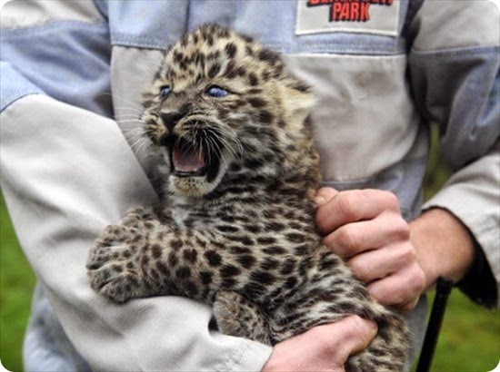 leopardo dell'amur1