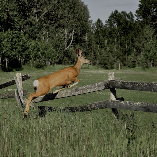 Hd-156093-ascw156093