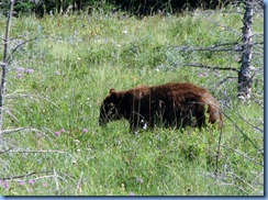 1324 Alberta Red Rock Parkway - Waterton Lakes National Park - a grizzly bear