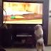Funny Cats And Dogs Watching TV Compilation 2014 [NEW]