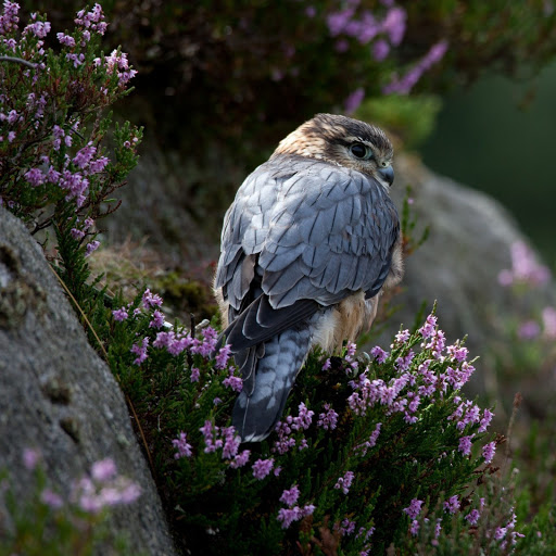 Hd-141980-ascw141980