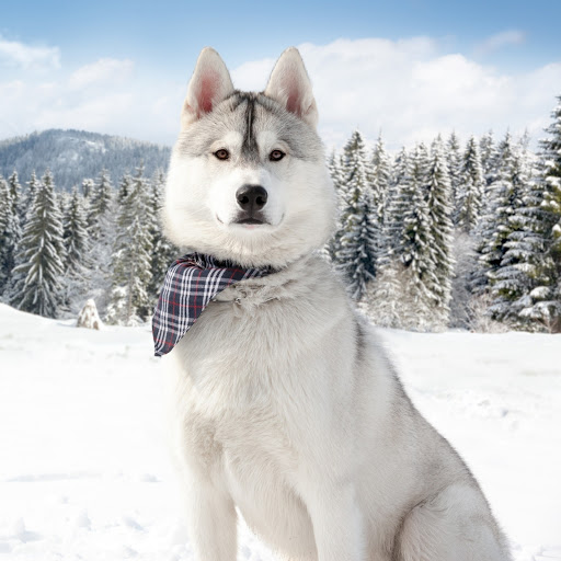 Hd-184181-ascw184181