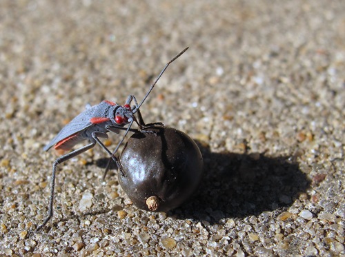 Red-shouldered bug on Goldenrain tree seed