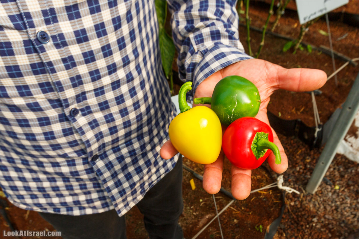 Сельскохозяйственная школа Хава бе-Эден | Hava be-Eden farm | LookAtIsrael.com - Фото путешествия по Израилю | חווה בעדן