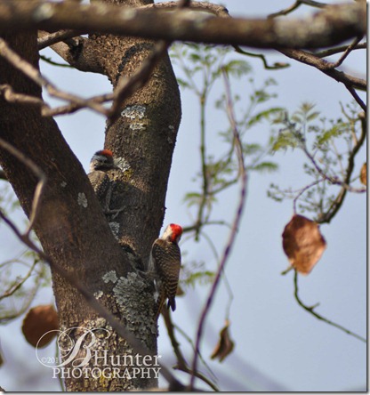 cardinal-wpeckers