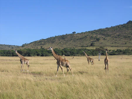 Safari in Kenya: girafe in Masai Mara