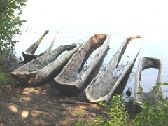 Plimoth Plant hollowed out tree boats1