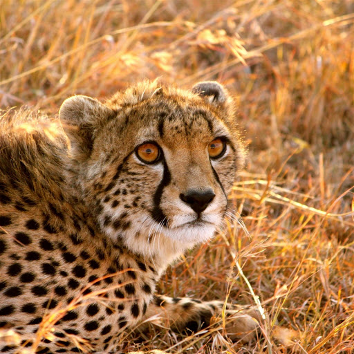 Hd-133941-ascw133941