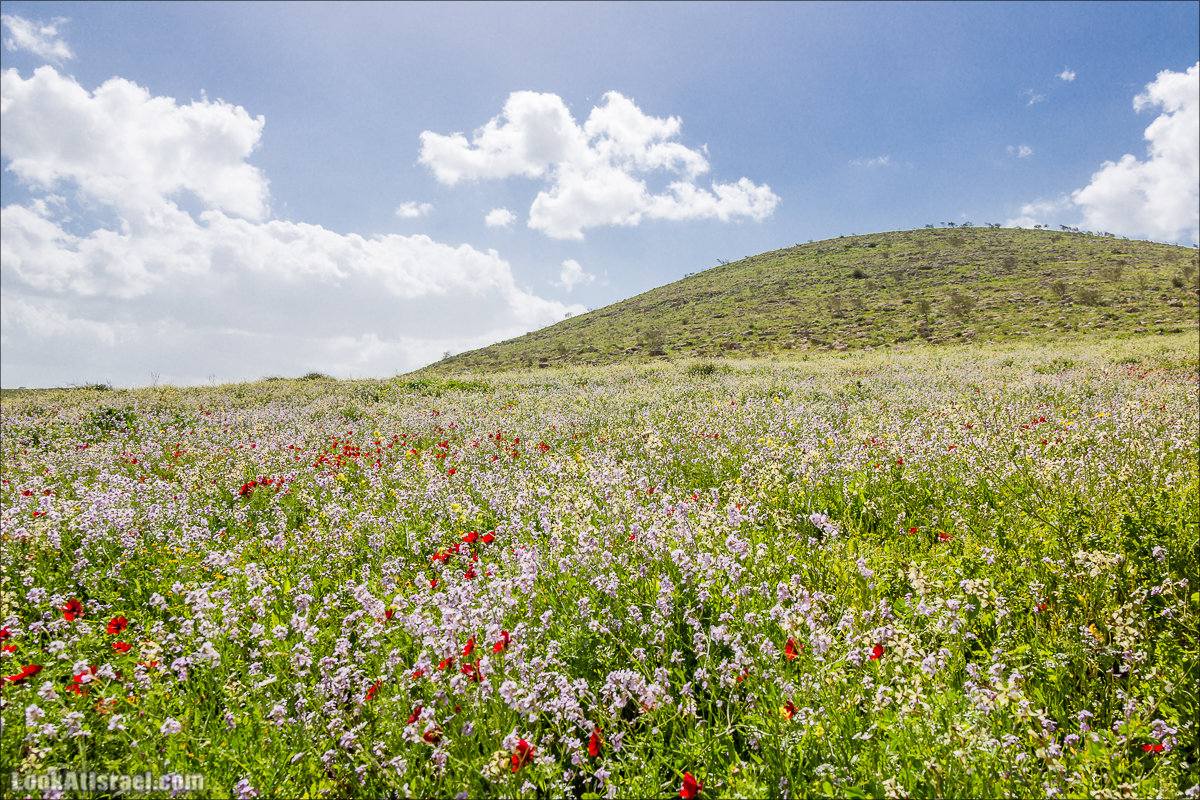 LookAtIsrael.com - Ручей (нахаль) Талкид | Nahal Talkid | נחל תלקיד