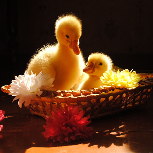 Hd-168363-ascw168363