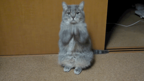 la-animais-31.gif