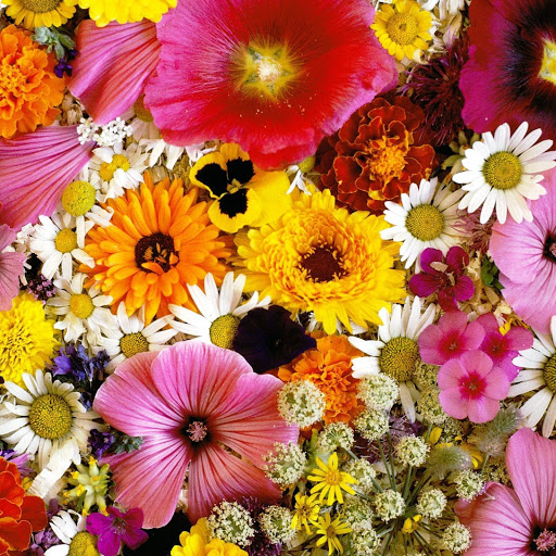 Hd-151516-ascw151516