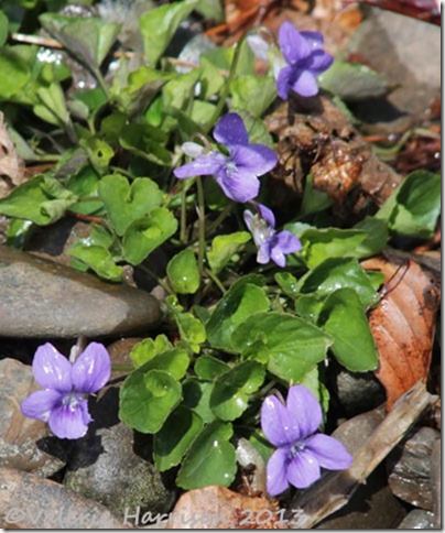 15-violets