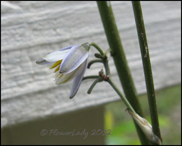 03-09-flax-lily
