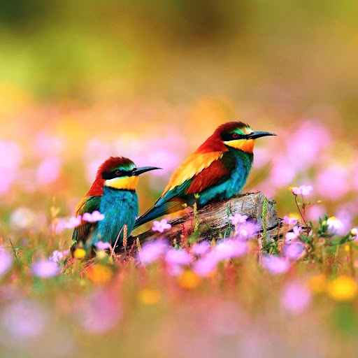 Hd-163225-ascw163225