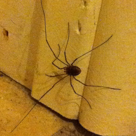 Daddy LongLeg Project Noah