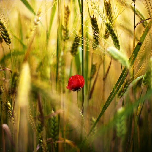 Hd-142038-ascw142038