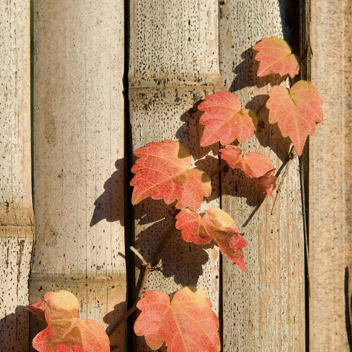 Hd-150526-ascw150526