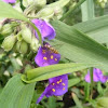 Marmalade hoverfly on a spiderwort