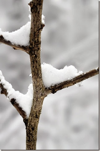 branch in snow