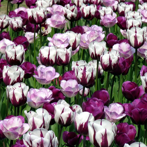 Hd-141130-ascw141130