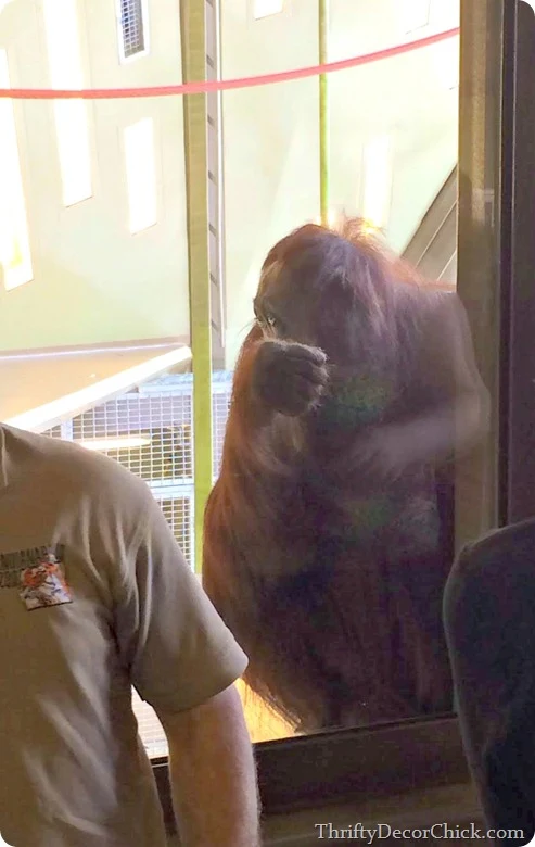 orangutans indy zoo