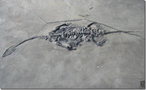 fosilesdinosaurios05